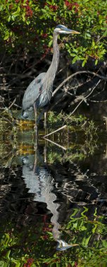 Great Blue Heron clipart