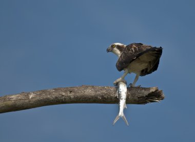 Osprey with Fish clipart