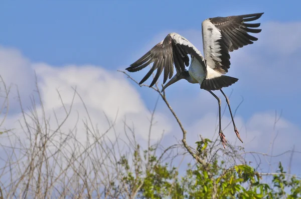 Stork in Flight — Stock Photo, Image