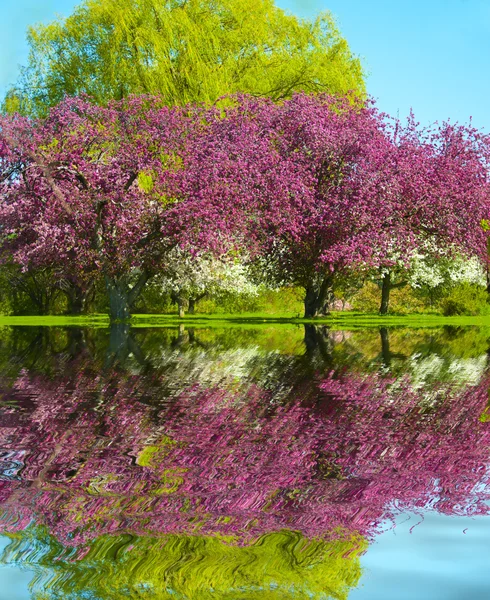 stock image Spring Reflection