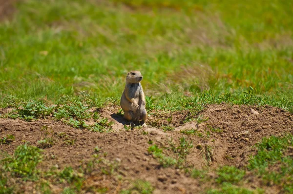 stock image Prairie Dog At His Burrow