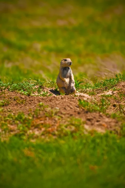 Prairie cão em seu Burrow — Fotografia de Stock