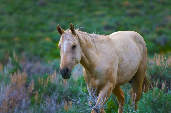 stock image Horses