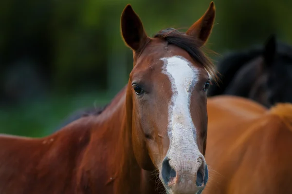 stock image Horses