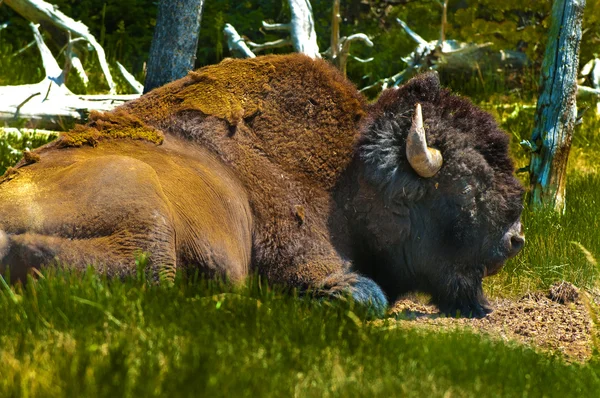 Búfalo Yellowstone — Foto de Stock
