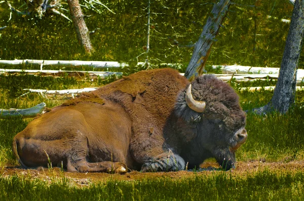 Búfalo Yellowstone — Foto de Stock