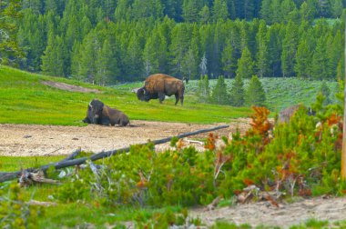 muhteşem yellowstone manzara