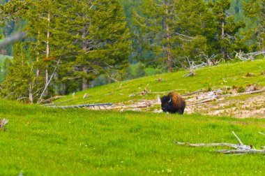 Yellowstone Landscape