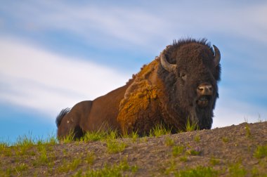 American Bison clipart