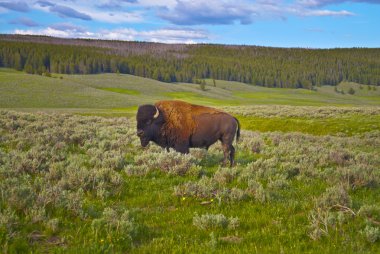 Amerikan buffalo