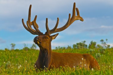 Male elk with large antlers clipart