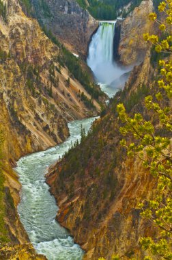 Lowe yellowstone düşüyor