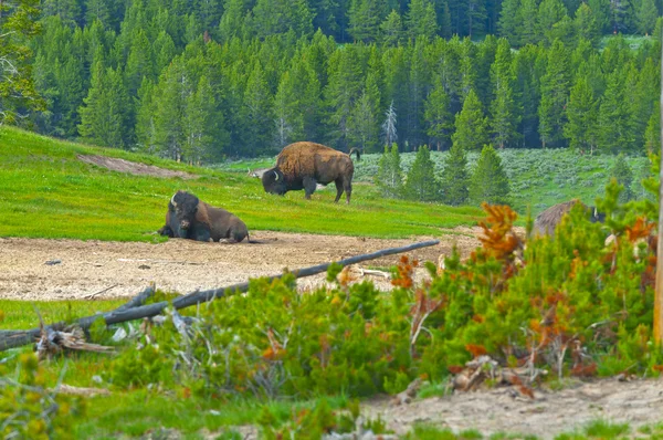 Yellowstone krajina — Stock fotografie