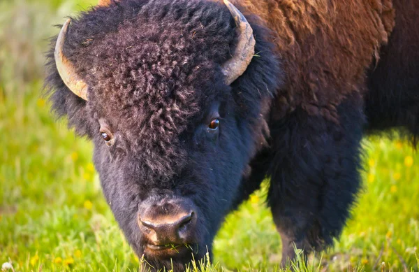 Buffalo närbild — Stockfoto