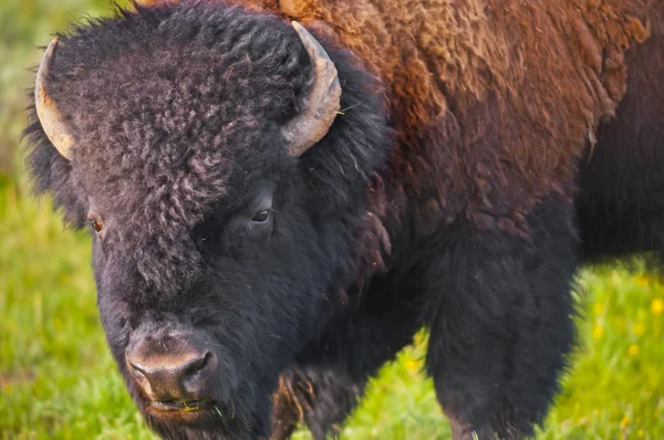 Close-up do búfalo — Fotografia de Stock