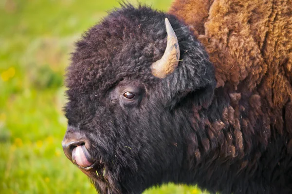 Buffalo närbild — Stockfoto