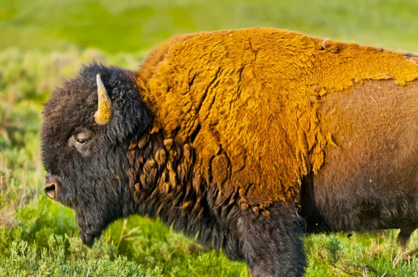 Buffalo close-up — Stock Photo, Image
