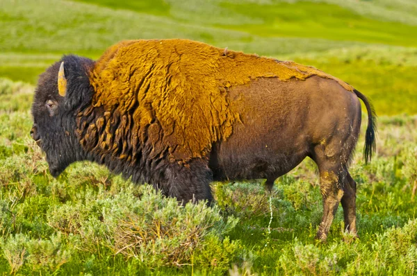 Profil de Buffalo — Photo
