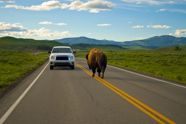 Buffalo vs αυτοκινήτων — Φωτογραφία Αρχείου