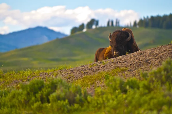 Yellowstone Landscape — Stock Photo, Image