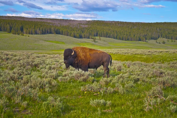 Amerikanischer Büffel — Stockfoto