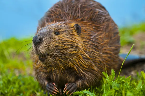 Wild Beaver — Stock Photo, Image