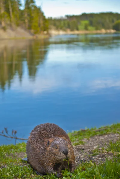 Wild Beaver — Stock Photo, Image