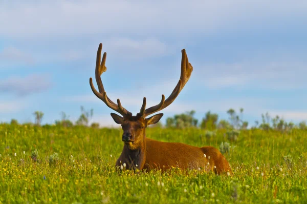 Male elk with large antlers — Stock Photo, Image