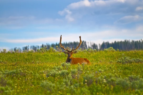 Büyük boynuzları ile erkek geyik — Stok fotoğraf
