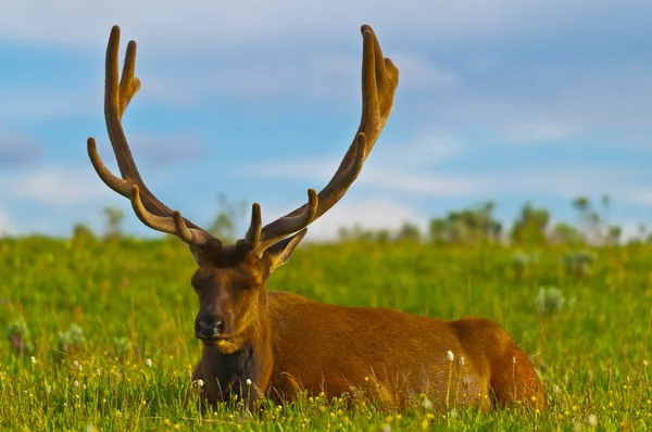Male elk dengan tanduk besar — Stok Foto
