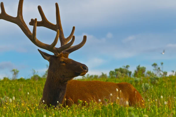 Male elk with large antlers — Stock Photo, Image