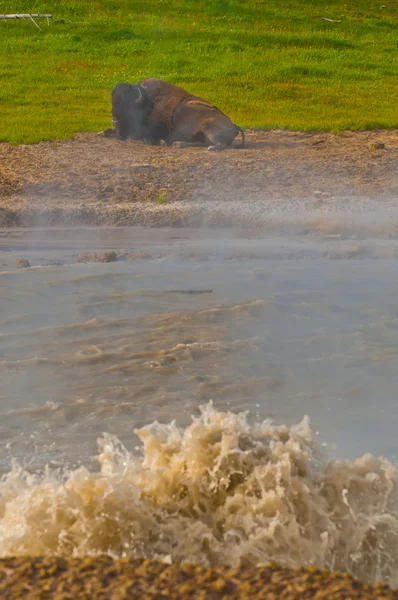 Buffalo av geyser Stockbild