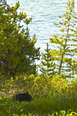 Wild bear door de trail