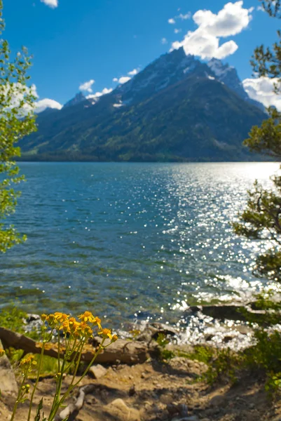 Jackson lake landschap — Stockfoto