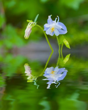 Flower reflection in the Water clipart