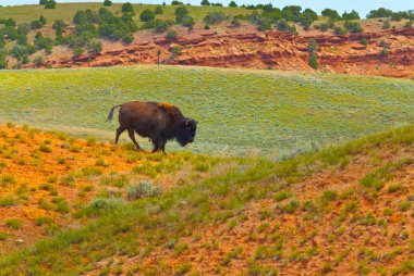 vahşi buffalo