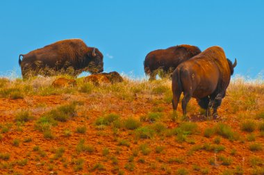 vahşi buffalo