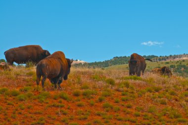 vahşi buffalo