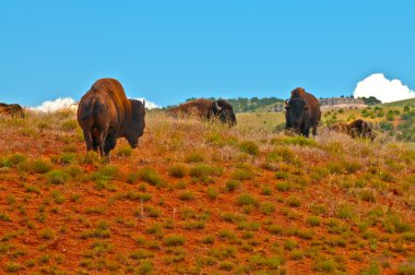 vahşi buffalo