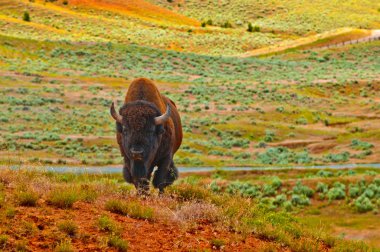 vahşi buffalo