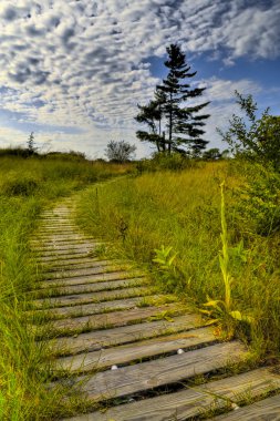 Creeping Juniper Nature Trail clipart