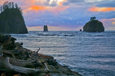 La Push Beach Forks Washington clipart