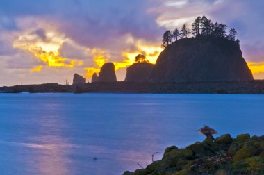 La Push Beach Forks Washington clipart