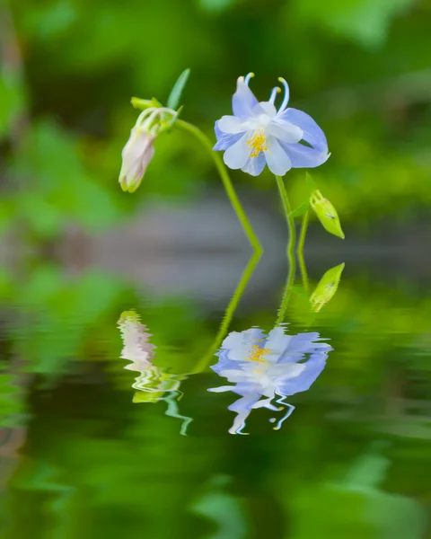Reflejo de la flor en el agua — Foto de Stock
