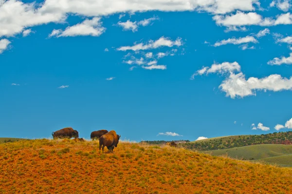 Bufalo selvatico — Foto Stock