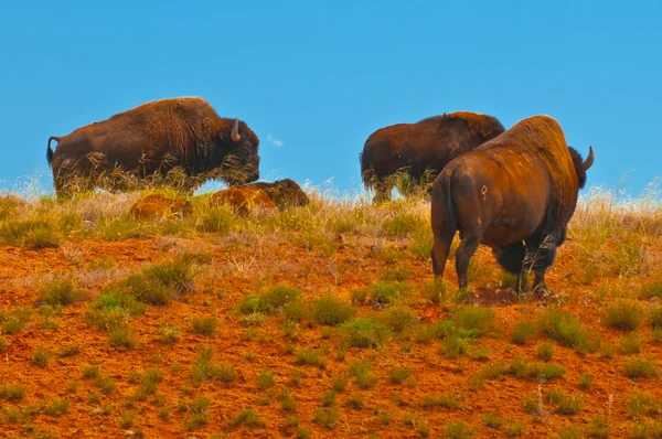 Дикий буйвол — стоковое фото