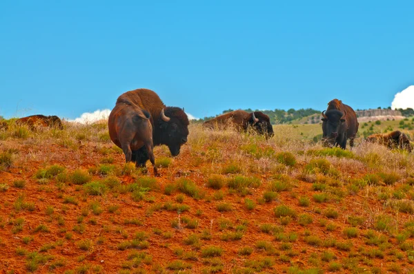 Wild buffalo — Stockfoto