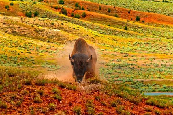 Vahşi buffalo — Stok fotoğraf