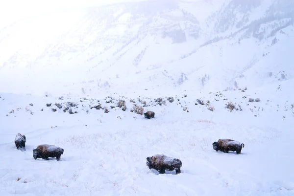 Büffel im Schnee — Stockfoto