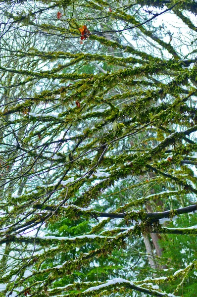 Moss árbol cubierto — Foto de Stock